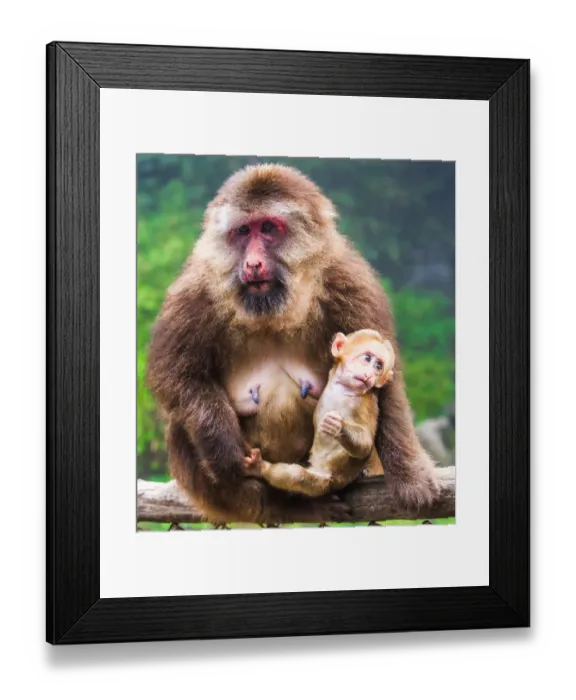 Framed Print : Mother and baby Macaque monkey Framed Print : Mother and baby Macaque monkey