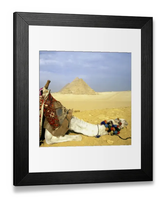 Framed Print : Great Pyramids of Giza and resting Camel, Egypt Framed Print : Great Pyramids of Giza and resting Camel, Egypt