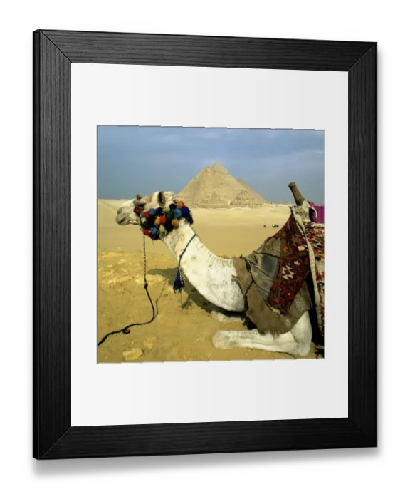 Framed Print : Camel and the Great Pyramids of Giza, Egypt Framed Print : Camel and the Great Pyramids of Giza, Egypt