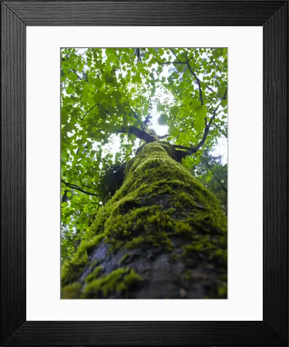 Framed Print : Jiuzhaigou National Park Framed Print : Jiuzhaigou National Park