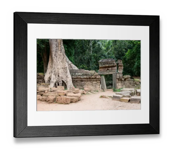 Framed Print : Tetrameles nudiflora at Ta Prohm Temple Framed Print : Tetrameles nudiflora at Ta Prohm Temple