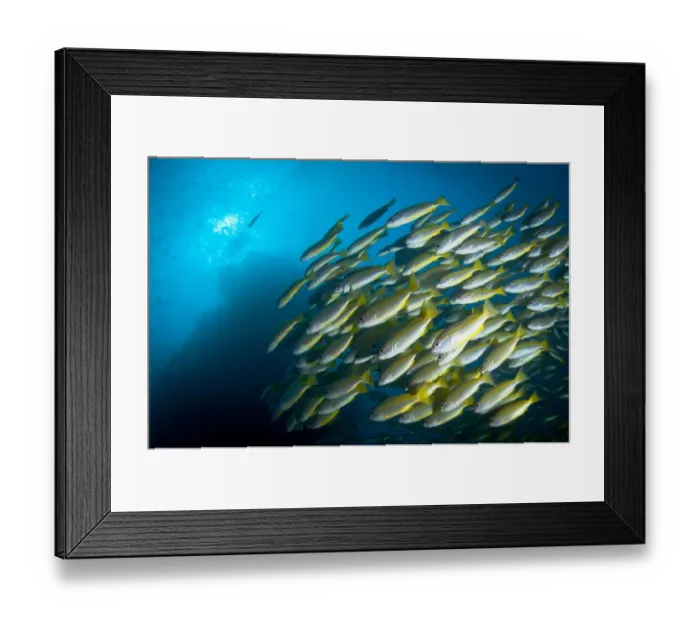 Framed Print : Bluestripe Snappers Framed Print : Bluestripe Snappers
