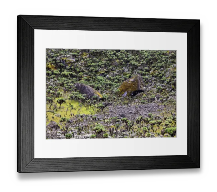 Framed Print : Rwenori Mountains, Uganda Framed Print : Rwenori Mountains, Uganda