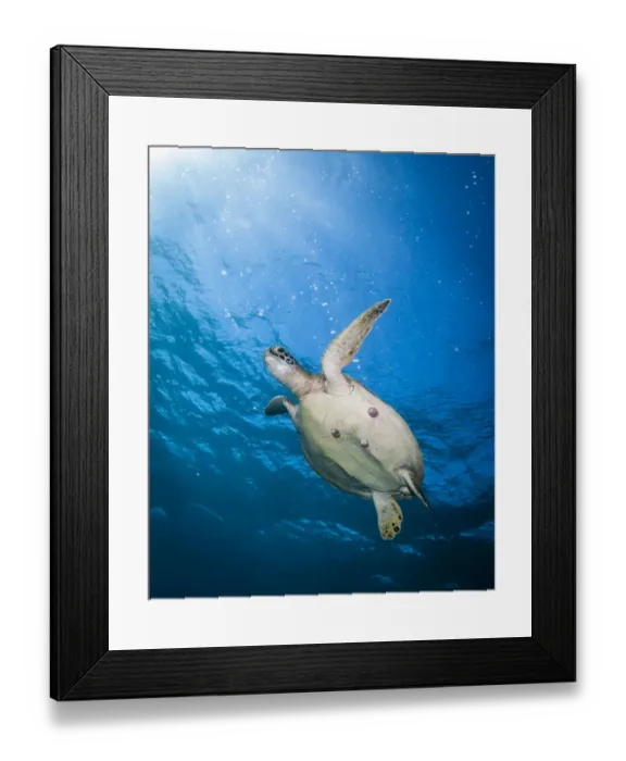 Framed Print : Green Sea Turtle Framed Print : Green Sea Turtle