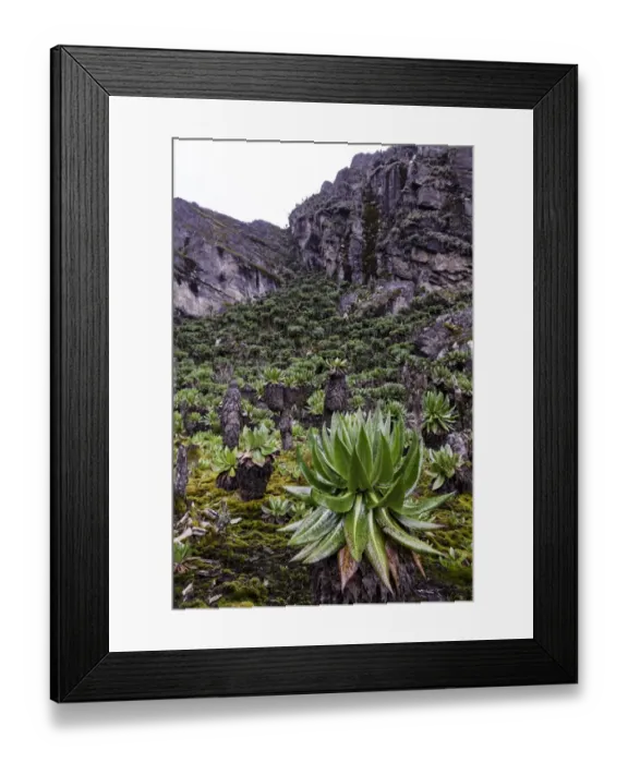 Framed Print : Dendrosenecio, Rwenzori Mountains, Uganda Framed Print : Dendrosenecio, Rwenzori Mountains, Uganda