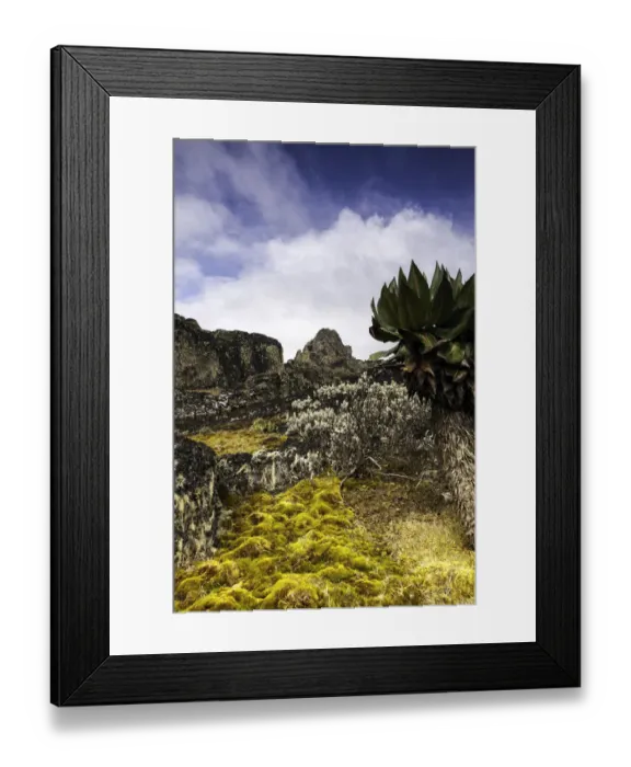 Framed Print : Dendrosenecio, Rwenzori Mountains, Uganda Framed Print : Dendrosenecio, Rwenzori Mountains, Uganda