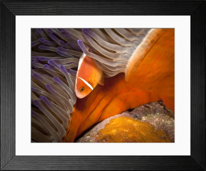 Framed Print : Anemonefish with Eggs Framed Print : Anemonefish with Eggs