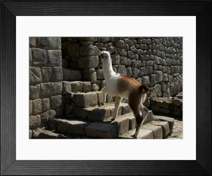 Framed Print : Llama -Lama glama-, young climbing stages in the ruined city of Machu Picchu, Peru Framed Print : Llama -Lama glama-, young climbing stages in the ruined city of Machu Picchu, Peru
