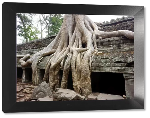 Tree roots growing over temple ruins