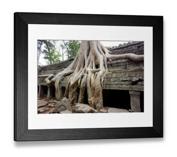 Framed Print : Tree roots growing over temple ruins Framed Print : Tree roots growing over temple ruins