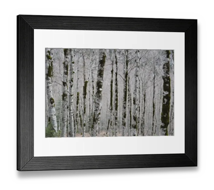 Framed Print : Alpine birch forest in spring Framed Print : Alpine birch forest in spring