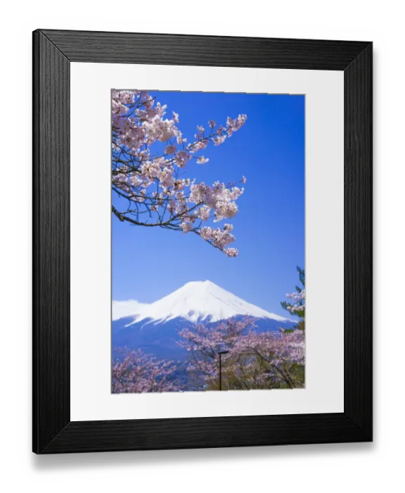 Framed Print : Cherry trees and Mt. Fuji