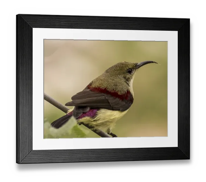 Framed Print : Crimson Backed Sunbird or Small Sunbird Framed Print : Crimson Backed Sunbird or Small Sunbird