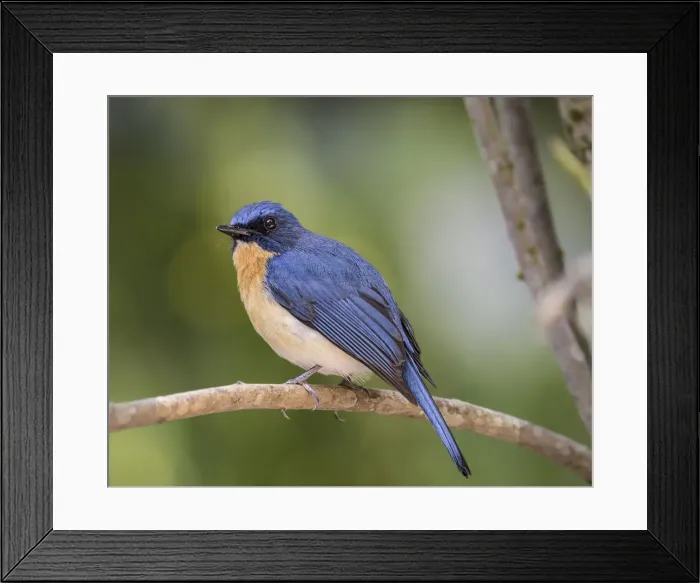 Framed Print : Tickells Blue Flycatcher Framed Print : Tickells Blue Flycatcher