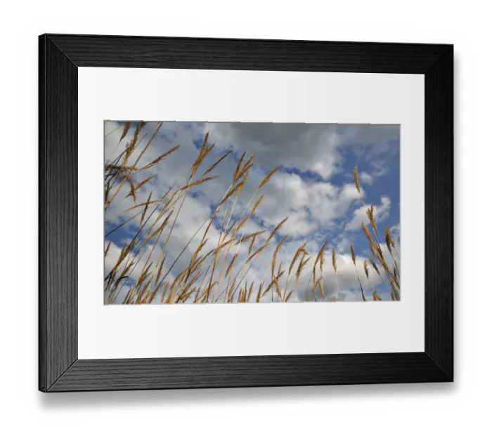 Framed Print : Tall grasses against a clouded blue sky, Drakensberg, South Africa Framed Print : Tall grasses against a clouded blue sky, Drakensberg, South Africa
