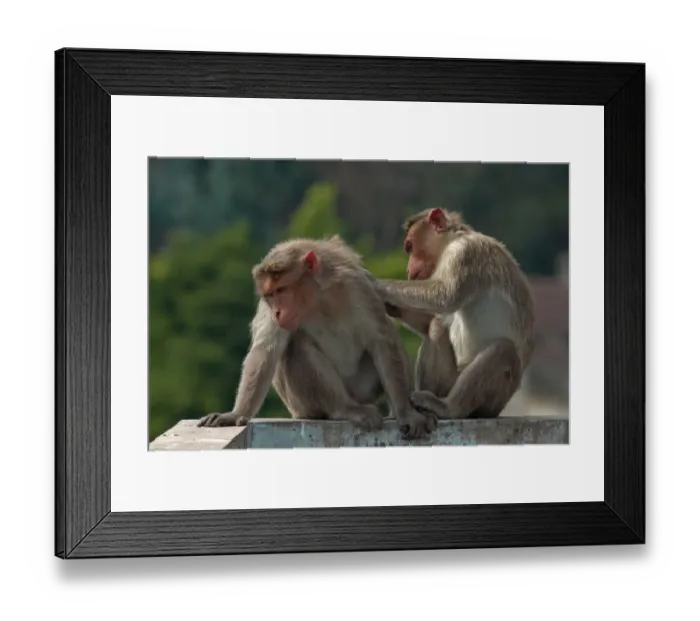 Framed Print : Animal Behavior Framed Print : Animal Behavior