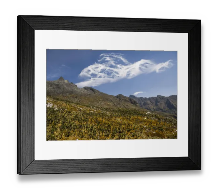 Framed Print : Valley with Afro-alpine vegetation, Giant Groundsels -Dendrosenecio- in front of mountains in the Rwenzori Mountains, Kasese, Uganda
