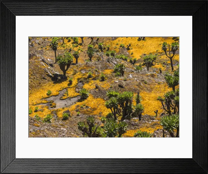 Framed Print : Valley with Afro-alpine vegetation, Giant Groundsels -Dendrosenecio- in the Rwenzori Mountains, Uganda Framed Print : Valley with Afro-alpine vegetation, Giant Groundsels -Dendrosenecio- in the Rwenzori Mountains, Uganda
