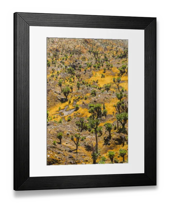 Framed Print : Valley with Afro-alpine vegetation, Giant Groundsels -Dendrosenecio- in the Rwenzori Mountains, Uganda
