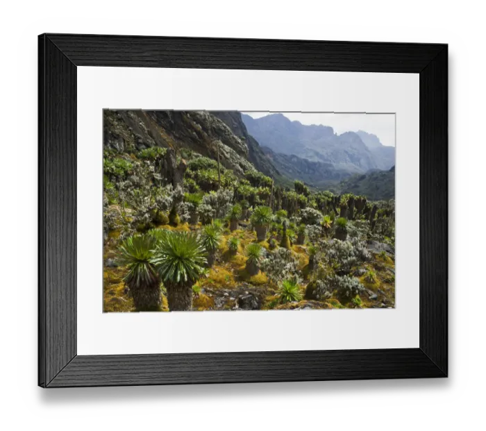 Framed Print : Giant Groundsels -Dendrosenecio- in the Rwenzori Mountains, Uganda Framed Print : Giant Groundsels -Dendrosenecio- in the Rwenzori Mountains, Uganda