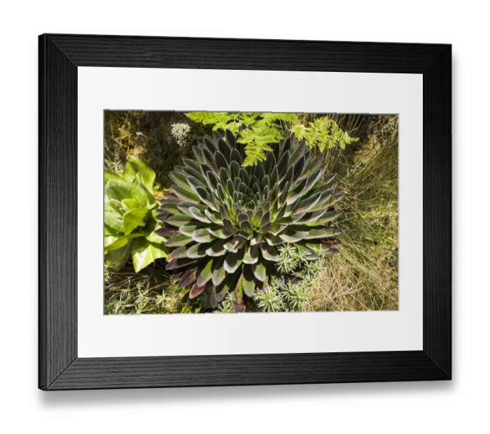 Framed Print : Giant Lobelia -Lobelia deckenii-, Rwenzori Mountains, Kasese, Uganda Framed Print : Giant Lobelia -Lobelia deckenii-, Rwenzori Mountains, Kasese, Uganda