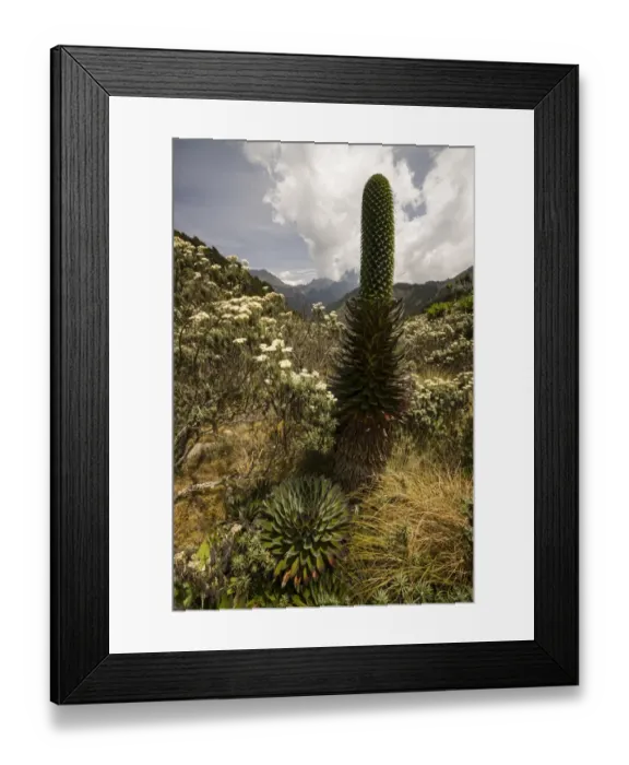 Framed Print : Giant Lobelia -Lobelia deckenii-, surrounded by tussock, Ruwenzori Mountains, Kasese, Uganda Framed Print : Giant Lobelia -Lobelia deckenii-, surrounded by tussock, Ruwenzori Mountains, Kasese, Uganda