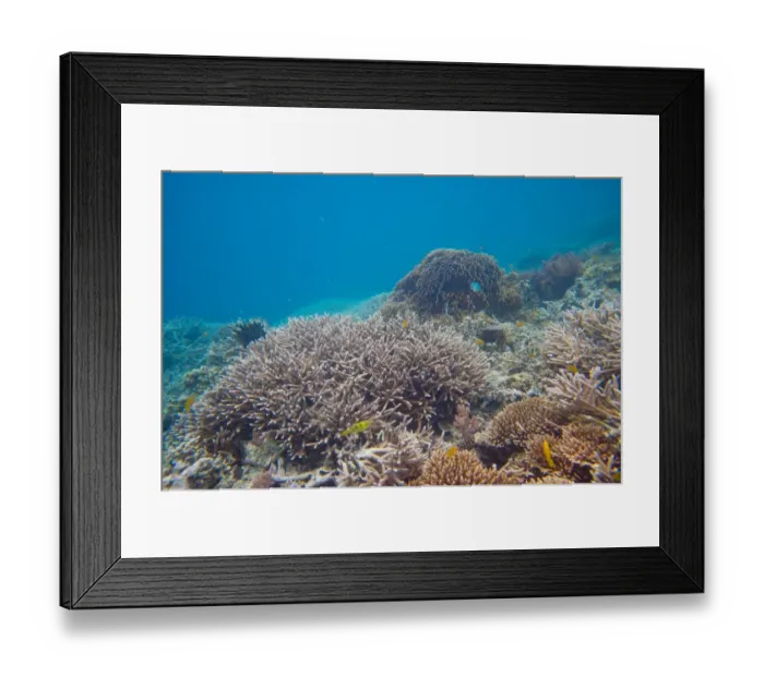 Framed Print : Underwater shot of coral in clear tropical water, Palau Framed Print : Underwater shot of coral in clear tropical water, Palau