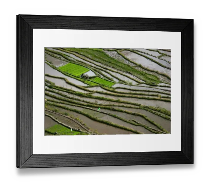 Framed Print : Rice Abstract Framed Print : Rice Abstract