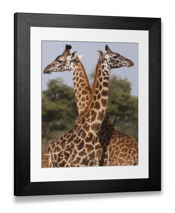 Framed Print : Two masai giraffe looking away from each other in Serengeti National Park, Tanzania Framed Print : Two masai giraffe looking away from each other in Serengeti National Park, Tanzania