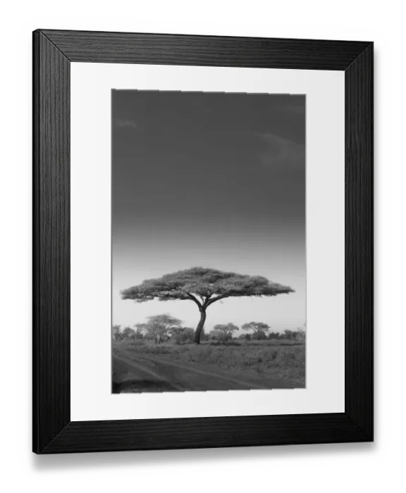 Framed Print : An acacia tree in Serengeti National Park, Tanzania Framed Print : An acacia tree in Serengeti National Park, Tanzania