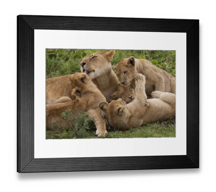 Framed Print : Lion and cubs playing in the Serengeti National Park, Tanzania