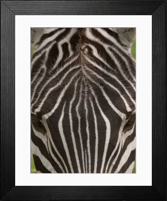Framed Print : A plains zebra in Ngorongoro Conservation Area, Tanzania. Close up of skin and backside Framed Print : A plains zebra in Ngorongoro Conservation Area, Tanzania. Close up of skin and backside