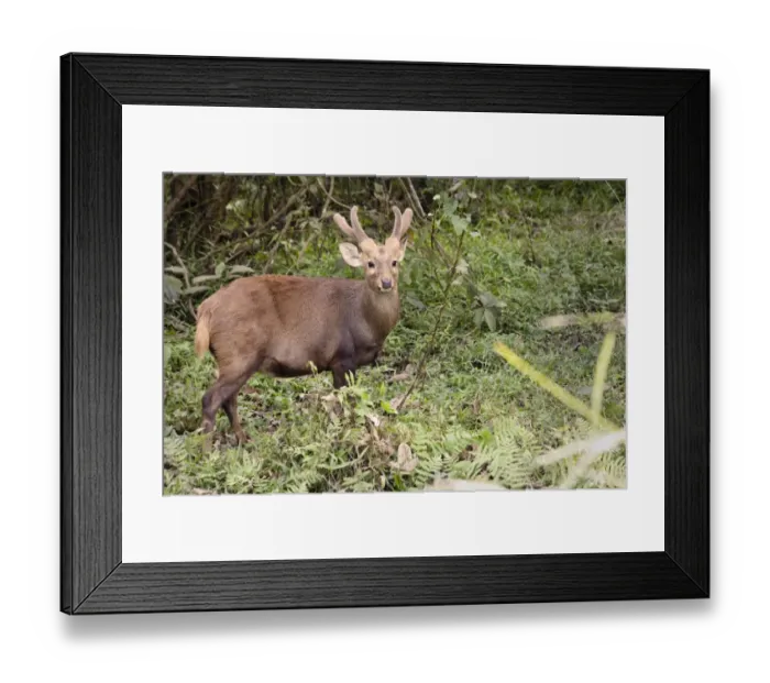 Framed Print : Those Doey Eyes _1313