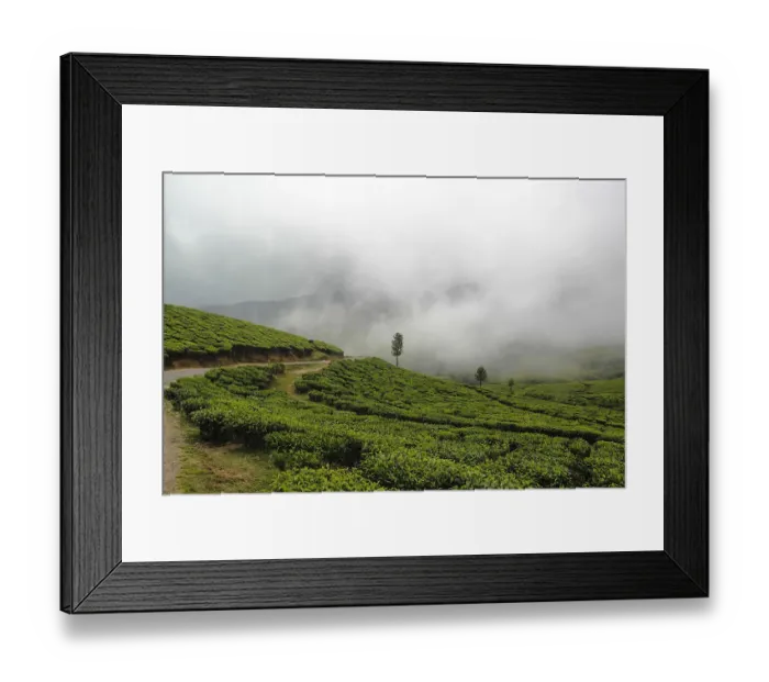 Framed Print : Tea gardens Framed Print : Tea gardens