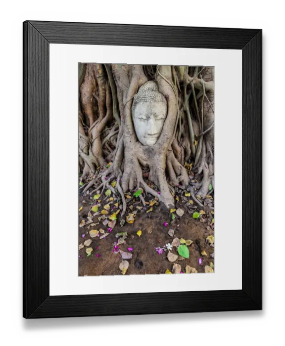 Framed Print : Buddha Head in Tree Roots, Wat Mahathat, Ayutthaya Framed Print : Buddha Head in Tree Roots, Wat Mahathat, Ayutthaya