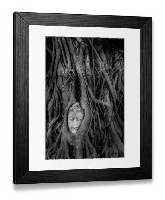 Framed Print : Buddha Head in Tree Roots, Wat Mahathat, Ayutthaya Framed Print : Buddha Head in Tree Roots, Wat Mahathat, Ayutthaya