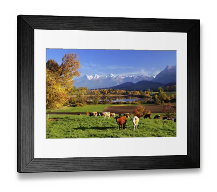 Framed Print : Cows in front of Uebeschisee Lake in autumn, Bernese Alps with mountains Eiger, Monch and Jungfrau at the back, Niesen, Canton of Bern, Switzerland