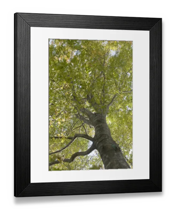 Framed Print : Beech tree