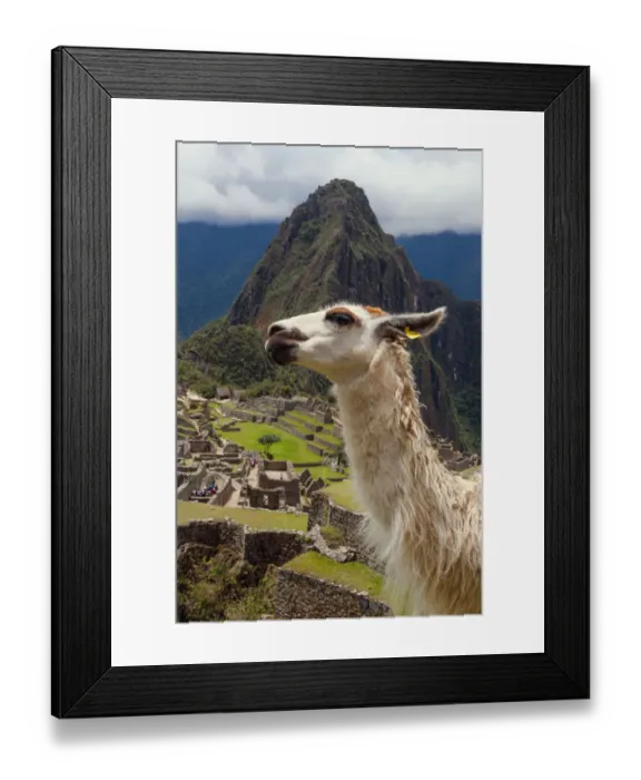 Framed Print : Lama glama in front of Machu Piqchu Framed Print : Lama glama in front of Machu Piqchu