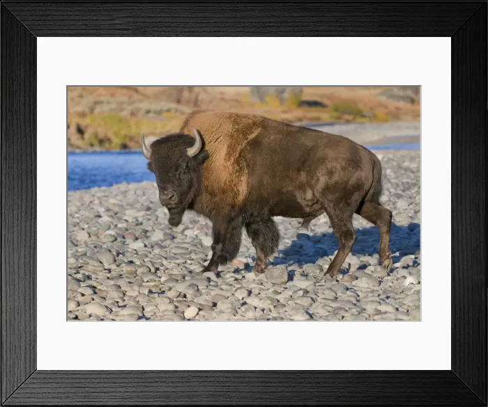 Framed Print : Bison, Yellowstone NP, Lamar River
