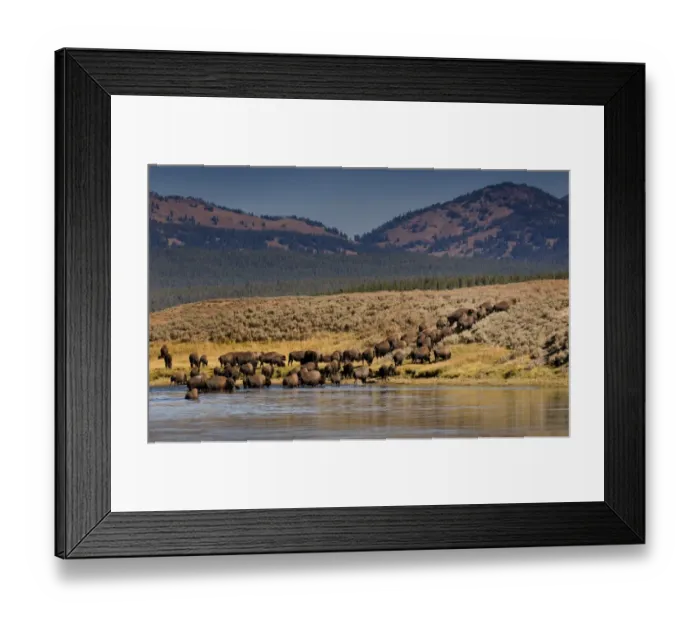 Framed Print : Bison, Yellowstone NP Hayden Valley