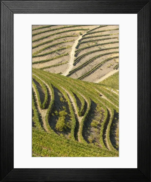 Framed Print : Alto Douro Wine Region, Portugal Framed Print : Alto Douro Wine Region, Portugal