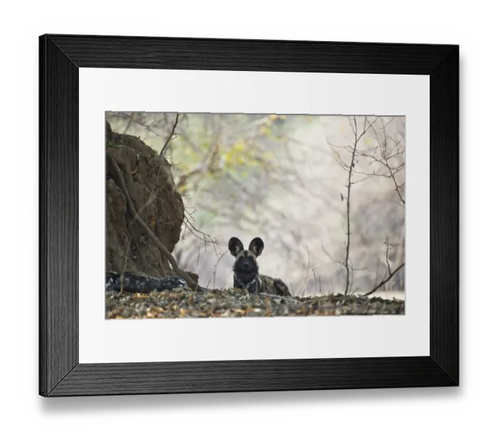 Framed Print : African Hunting Dog Framed Print : African Hunting Dog