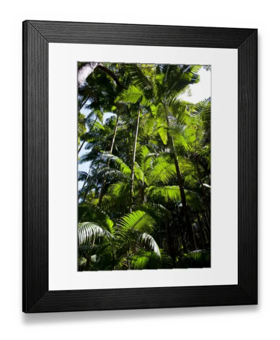 Framed Print : Tropical trees, Fraser Island, Queensland, Australia Framed Print : Tropical trees, Fraser Island, Queensland, Australia