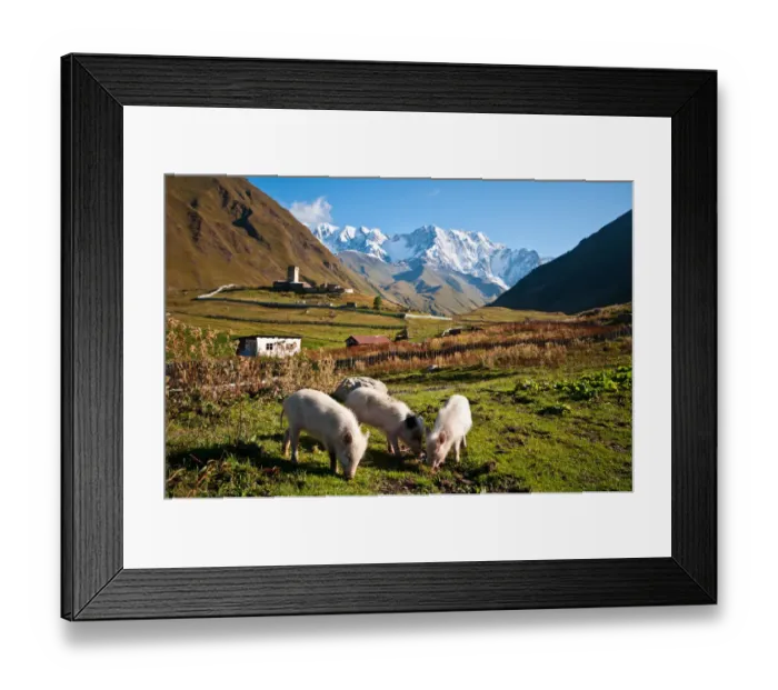 Framed Print : Ushguli Pigs Framed Print : Ushguli Pigs
