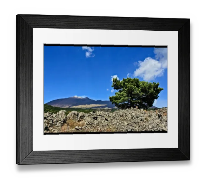 Framed Print : Lonely pine tree on Mt. Etna Framed Print : Lonely pine tree on Mt. Etna