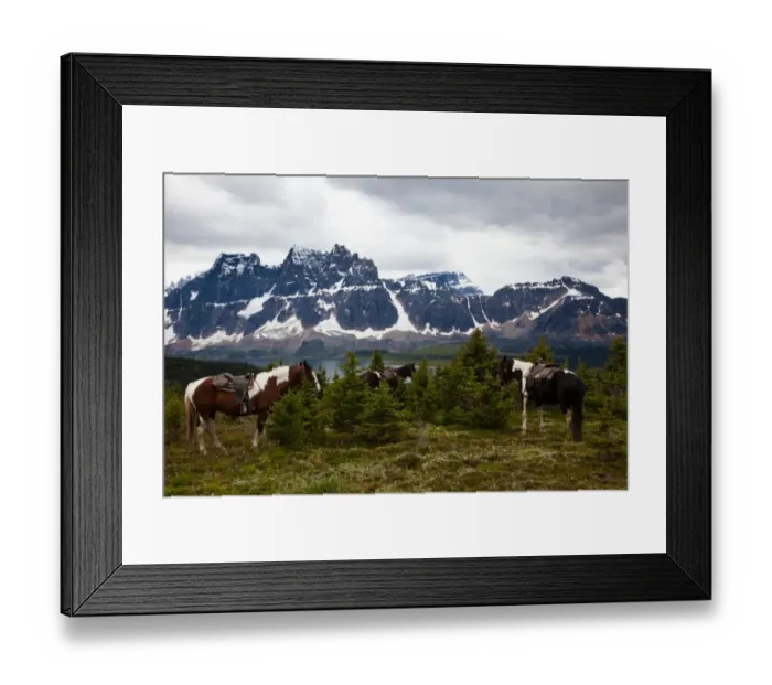 Framed Print : Horses, Jasper National Park, Alberta, Canada Framed Print : Horses, Jasper National Park, Alberta, Canada