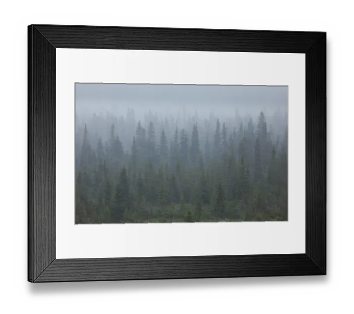 Framed Print : Snow storm in the forests of Jasper National Park, Alberta, Canada Framed Print : Snow storm in the forests of Jasper National Park, Alberta, Canada