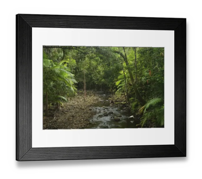 Framed Print : Stream in rainforest Framed Print : Stream in rainforest