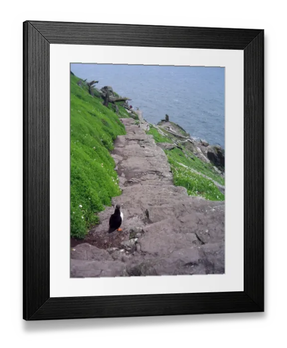 Framed Print : Puffin descending south steps